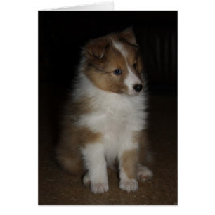 "Little Sarge" Shetland Sheepdog Puppy
