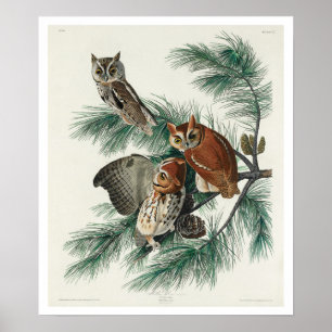 Little Screech Owl by Audubon Poster