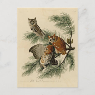 Little Screech Owl from Audubon's Birds of America Briefkaart