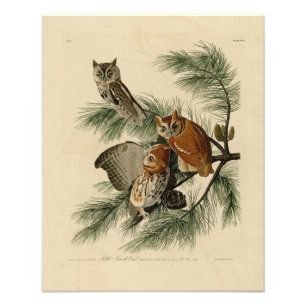 Little Screech Owl from Audubon's Birds of America Foto Afdruk
