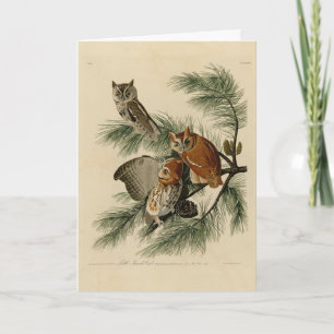 Little Screech Owl from Audubon's Birds of America Kaart