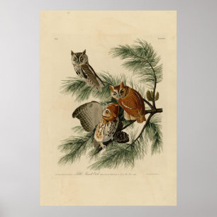 Little Screech Owl from Audubon's Birds of America Poster