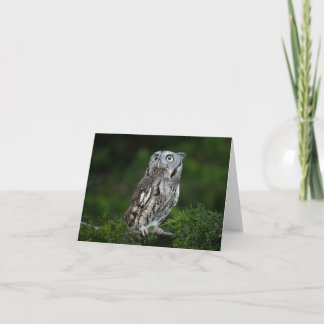 Little Screech Owl note card Kaart