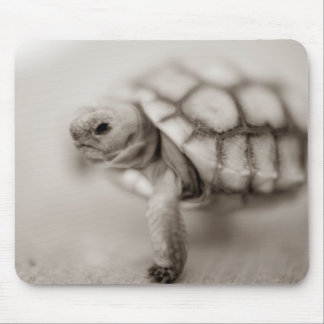 Little Tortoise Muismat