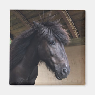 Little Viking Horse Noble Head Magnet Magneet