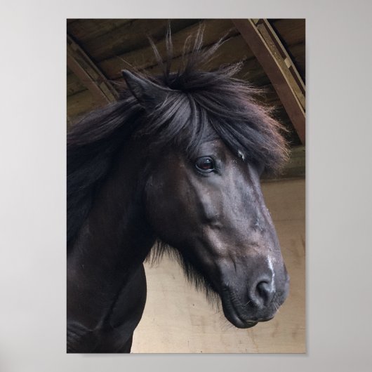 Little Viking Horse - Noble Head Poster (Voorkant)