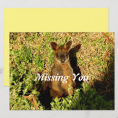 Little Wallaby (Voorkant / Achterkant)