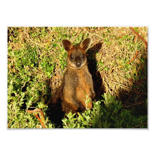 Little Wallaby Foto Afdruk (Voorkant)