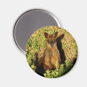 Little Wallaby Magneet (Voorkant / Achterkant)