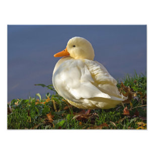 Little White Duck Foto Afdruk