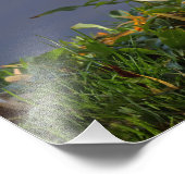 Little White Duck Foto Afdruk (Hoek)