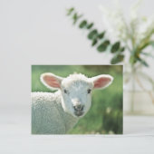 Little White Lamb Briefkaart (Staand voorkant)