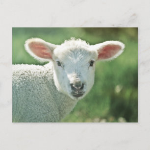 Little White Lamb Briefkaart