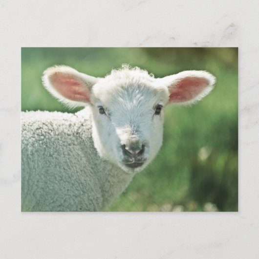Little White Lamb Briefkaart (Voorkant)