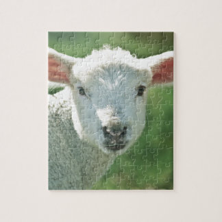 Little White Lamb Legpuzzel