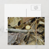 Little Yellow Mushroom Briefkaart (Voorkant / Achterkant)