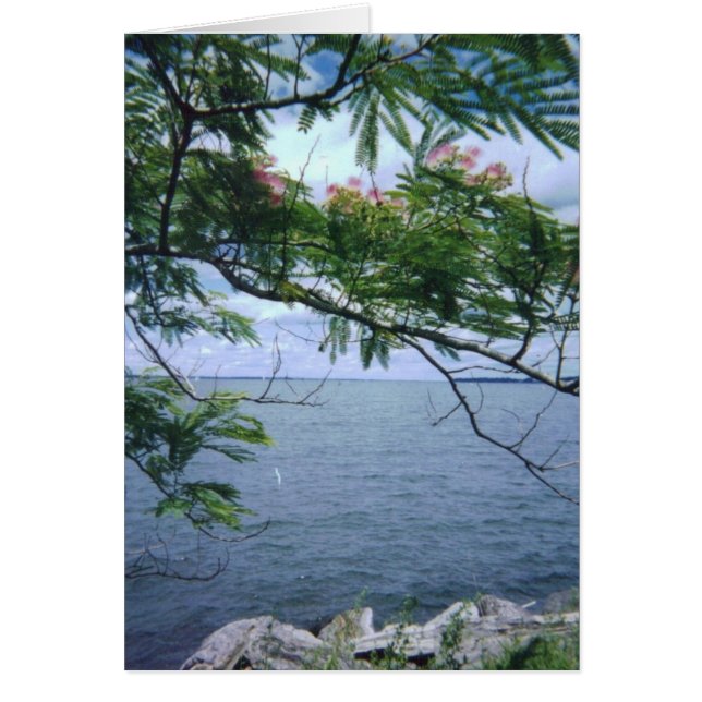 LittleBayParkBayside 001 (Devant)