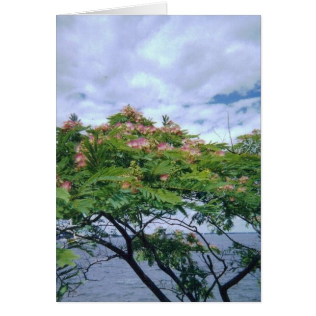 LittleBayParkmimosatree 001 (Devant)