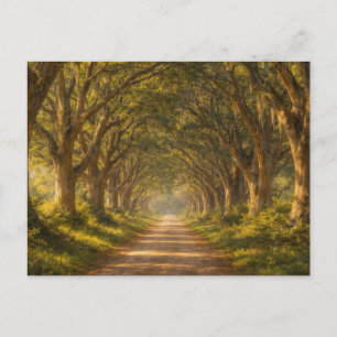 Live Oak Pad Landschap Ansichtkaart Briefkaart