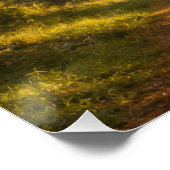 Live Oak Path | Landscape | Poster (Coin)