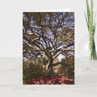 Live Oak & Poinsettias Feestdagen Kaart