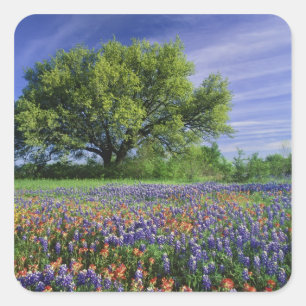 Live Oak & Texas Paintbrush, en Texas Vierkante Sticker