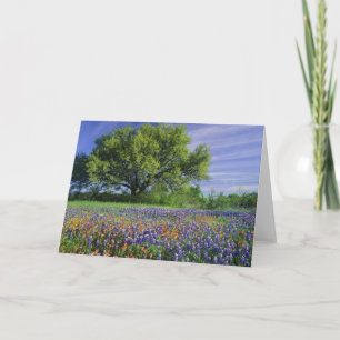 Live Oak & Texas Paintping, en Texas Kaart
