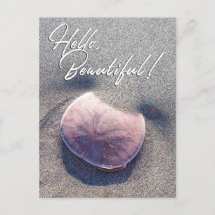 Live Sand Dollar Foto Hallo Prachtige Briefkaart