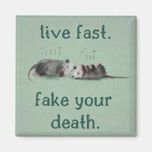 Live snel. Doe je dood. Opossum Magnet Magneet
