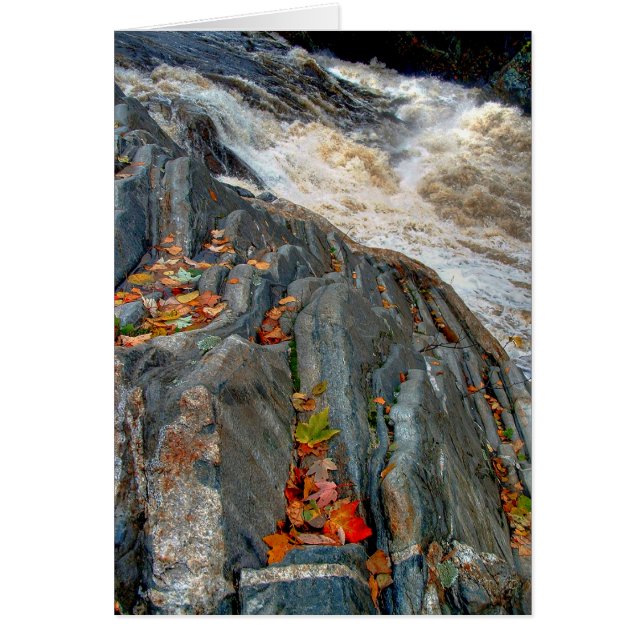 Livermore Leaves: Kaart (Voorkant)