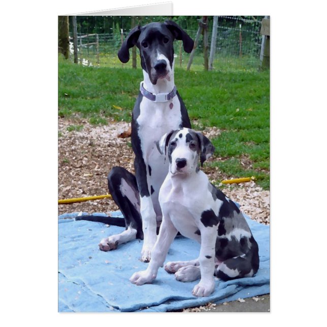 Liveure 6 m Gunner 3m-kaart (Voorkant)