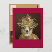 Livin' High sur la carte postale de chèvre (Devant / Derrière)