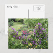 Living Fence ~ carte postale (Devant / Derrière)