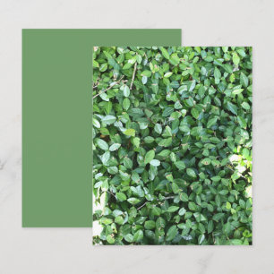 Livre blanc sur les Feuilles de jasmin vert