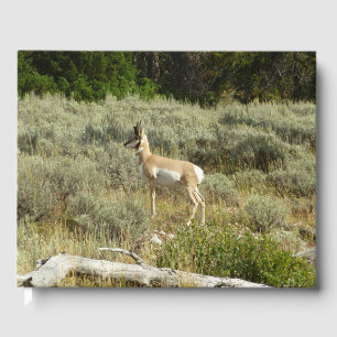 Livre D'or Antilocapre dans le parc national de Grand Teton