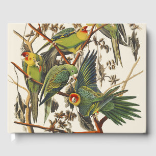Livre D'or Art vintage d'oiseau de Audubon Perruche de Caroli