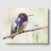 Livre D'or Colibri de Costa perché sur une branche (Verso)