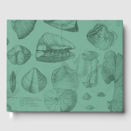 Livre D'or collection coquilles vert mare (Recto)