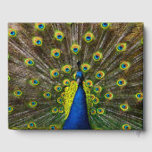 Livre D'or Colorful peacock (Verso)