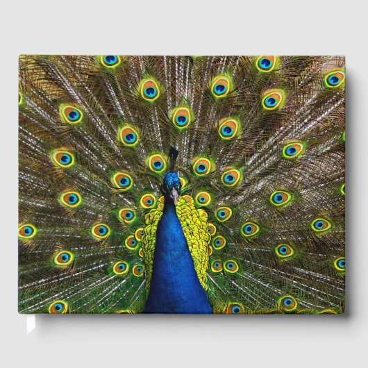 Livre D'or Colorful peacock (Recto)