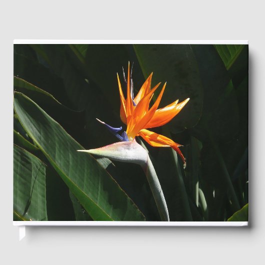 Livre D'or Flower tropical orange paradise (Recto)