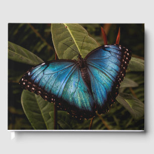 Livre D'or Gros, beau, bleu, papillon