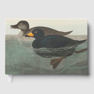 Livre D'or Impression de Macreuse noire d'Audubon : Canard cô