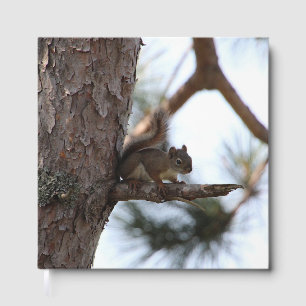 Livre D'or L'écureuil dans un arbre à pins