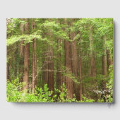 Livre D'or Les séquoias au monument national de Muir Woods (Verso)