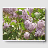 Livre D'or Lilac Bush Belles fleurs de printemps violettes (Verso)