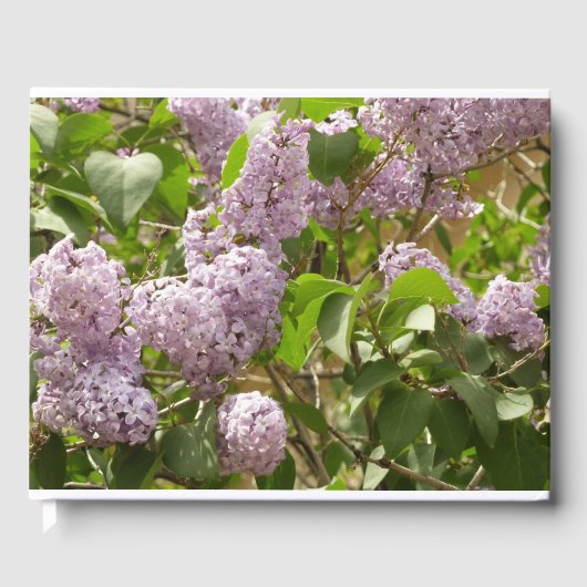 Livre D'or Lilac Bush Belles fleurs de printemps violettes (Recto)