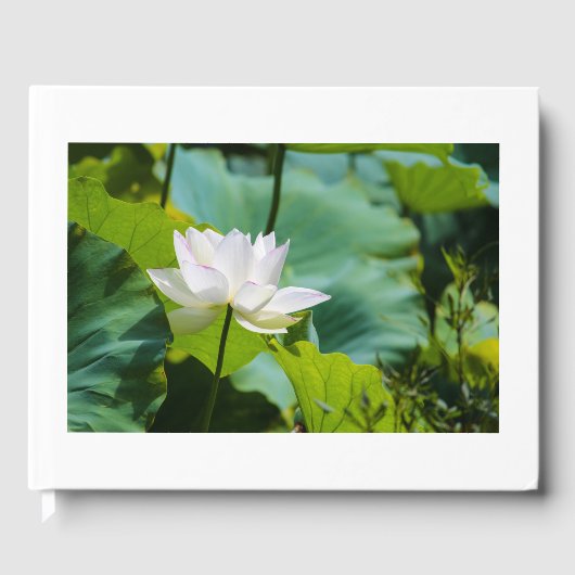 Livre D'or Lotus (Recto)