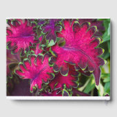 Livre D'or Macro Coleus (Verso)