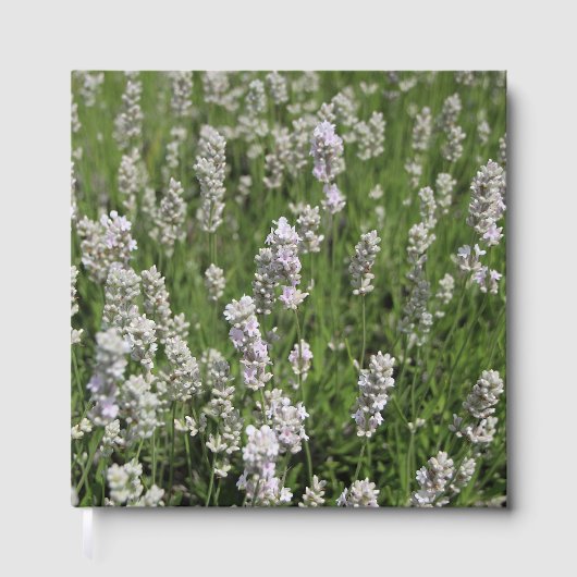 Livre D'or Melissa Lavender (Recto)
